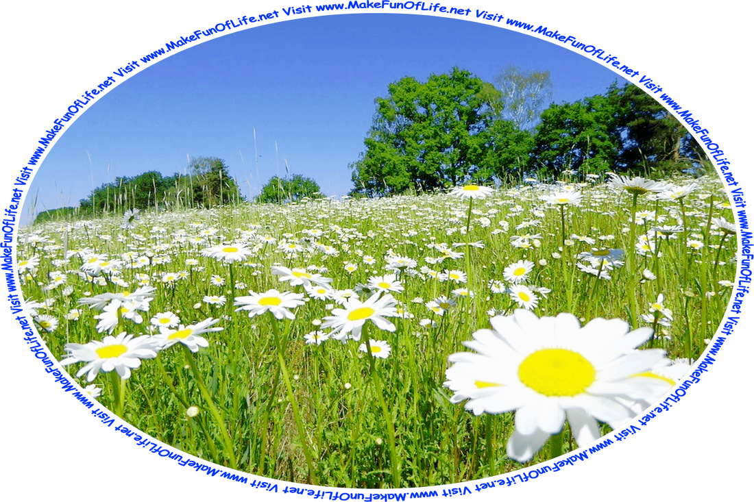 Picture of a field of white daisy flowers in full bloom, with leafy green trees in the distance, a clear blue sky above, and the words, ‘Visit www.MakeFunOfLife.net.’