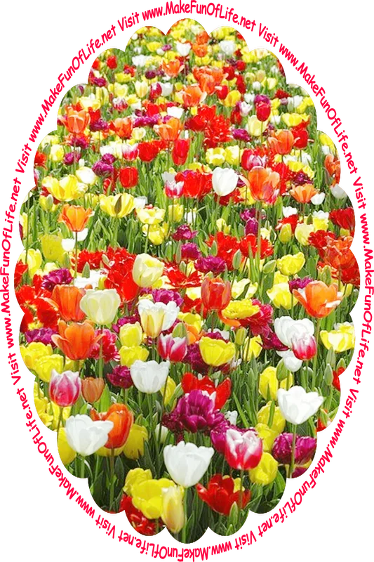 Picture of tulip plants with long green leaves and blossoms in colors including white, red, yellow, and maroon, and the words, ‘Visit www.MakeFunOfLife.net.’