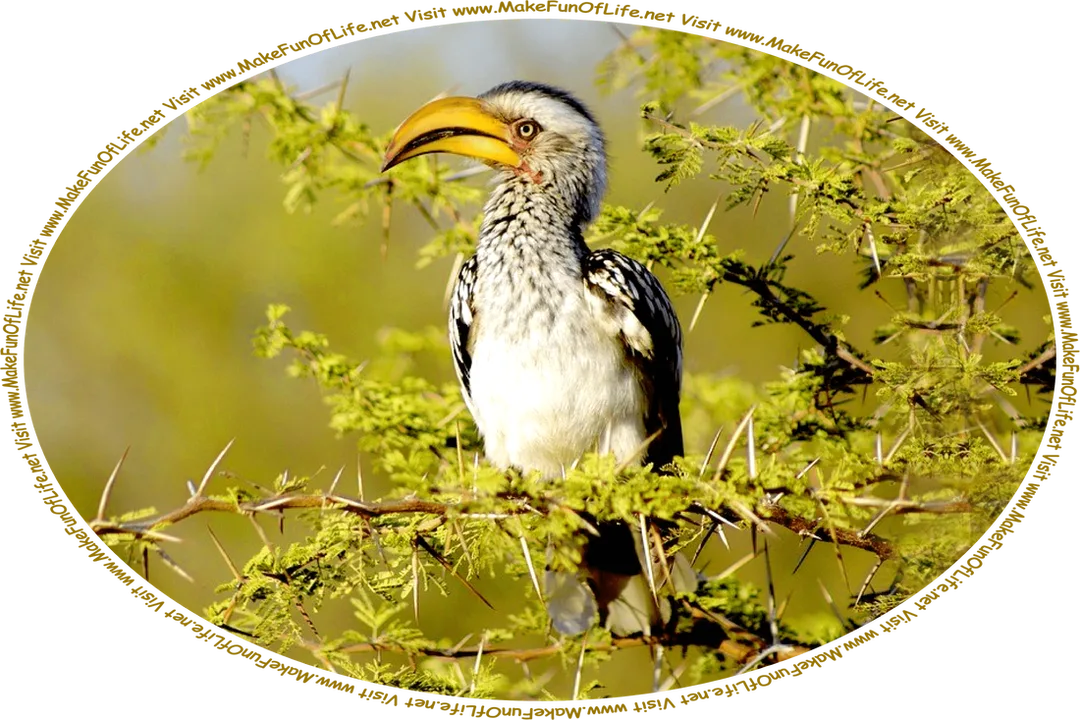 Picture of a bird with a big curved orange beak and intense yellow eyes, perched on a branch of a tree that has numerous long, sharp thorns growing on it, and the words, ‘Visit www.MakeFunOfLife.net.’