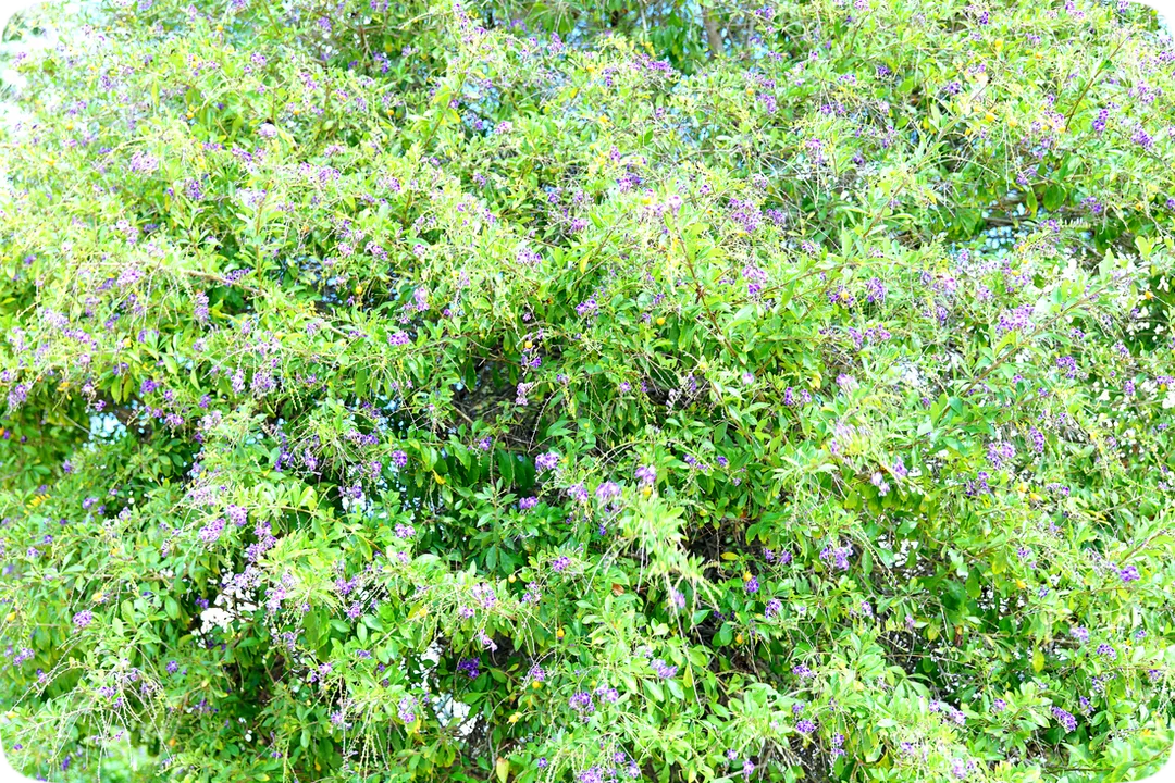 Unedited photograph of a Skyflower plant with lavender blossoms and yellow berries.