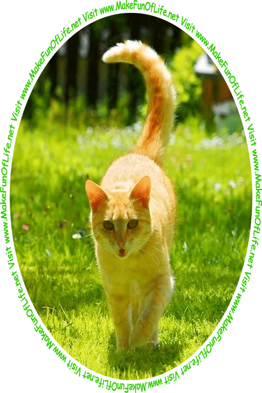 Picture of an orange tabby cat walking across a green grassy yard with alternating patches of warm sunlight and cool shade, and the words, 'Visit www.MakeFunOfLife.net.'
