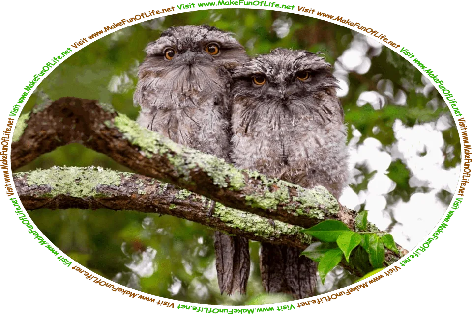 Picture of two Australian Tawny Frogmouth Owls perched side-by-side on a tree branch, and the words, ‘Visit www.MakeFunOfLife.net..