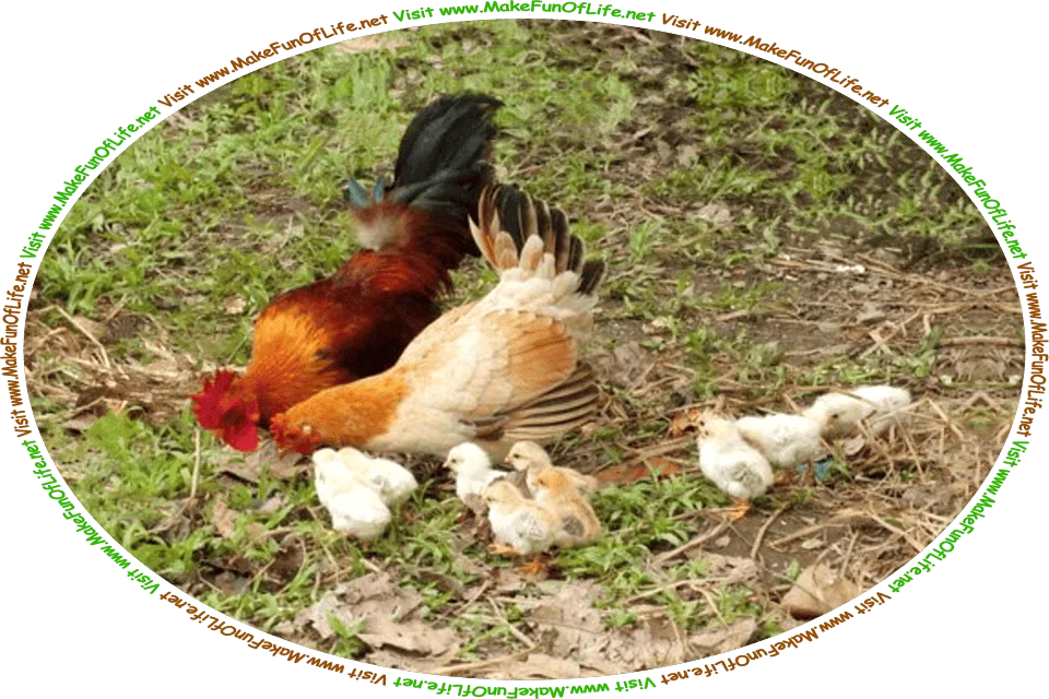 Picture of a hen, a rooster, and ten baby chicks searching the ground for food, and the words, ‘Visit www.MakeFunOfLife.net.’