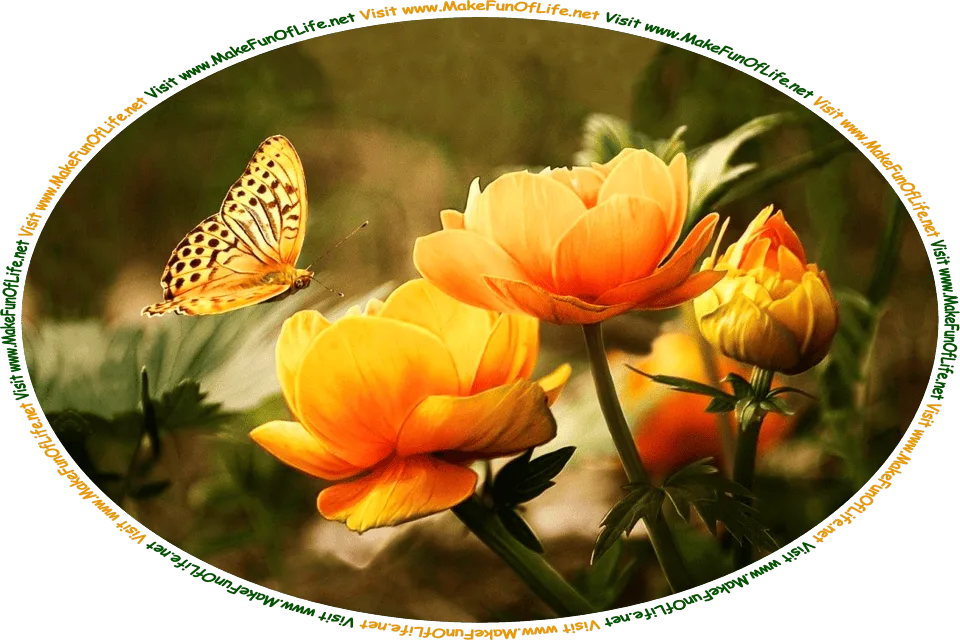 Picture of an yellowish-orange butterfly in the air just above three yellowish orange flower blossoms, and the words, ‘Visit www.MakeFunOfLife.net.’
