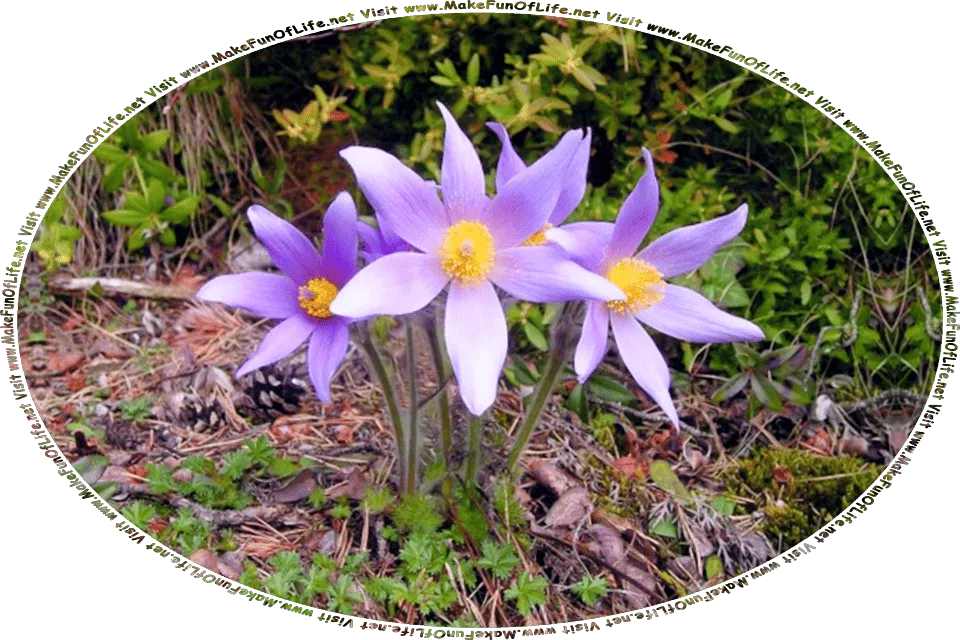 Picture of a small cluster of flowers with long green stems and pale lavender blossoms with yellow centers in a woods, and the words, Visit www.MakeFunOfLife.net.
