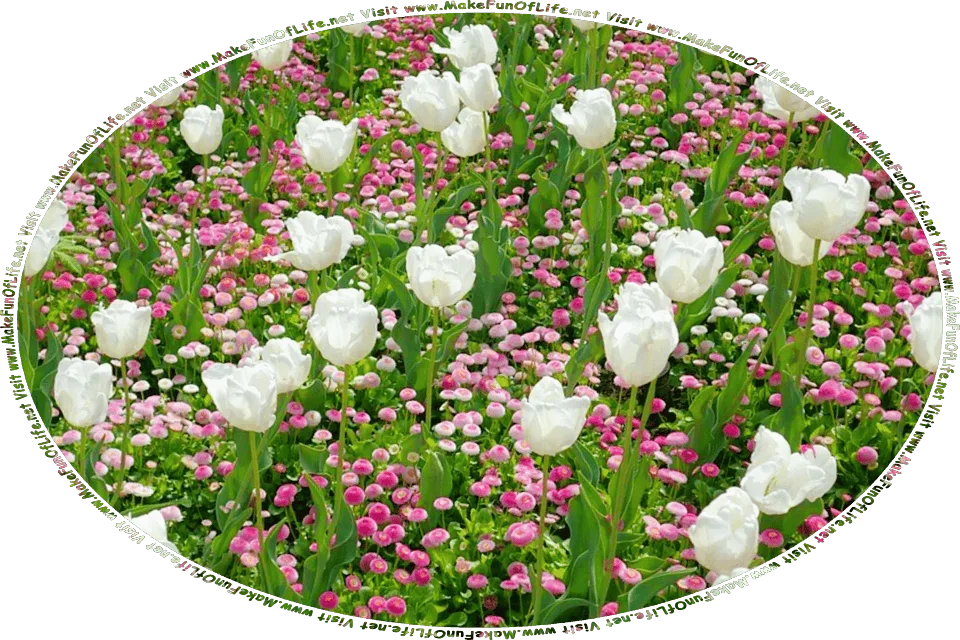 Picture of mixed white tulips and small pink and white flowering plants, all with dark green leaves, and the words, Visit www.MakeFunOfLife.net.