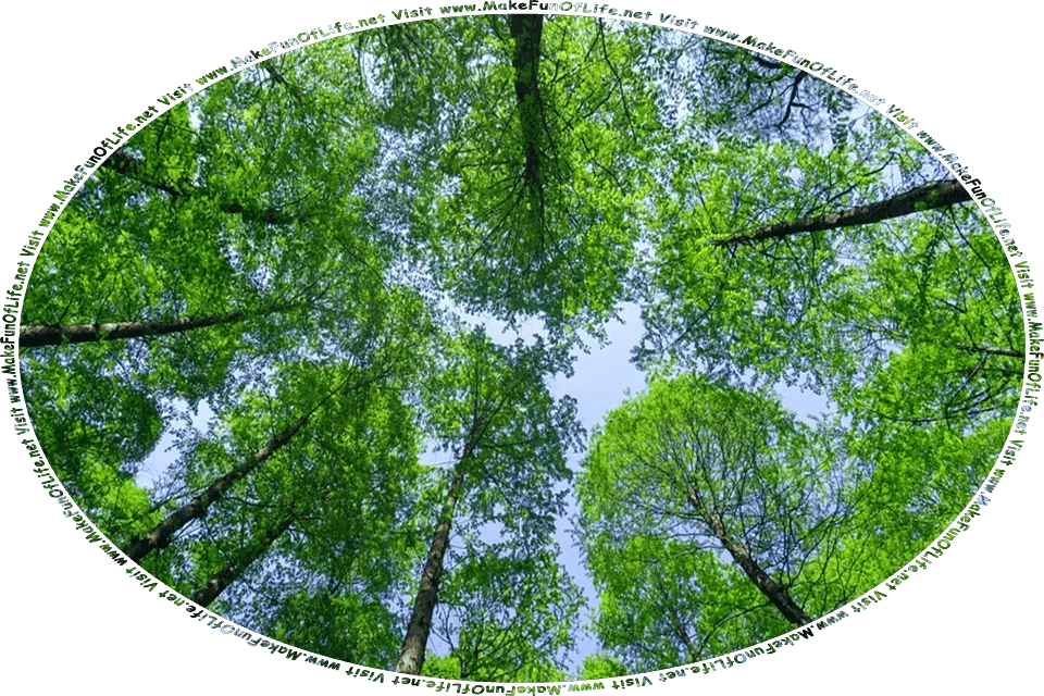 Picture of a tree canopy, or the close and overlapping branches of green leafy trees, as seen from below, with blue sky and fluffy white clouds visible through the canopy, and the words, Visit www.MakeFunOfLife.net.