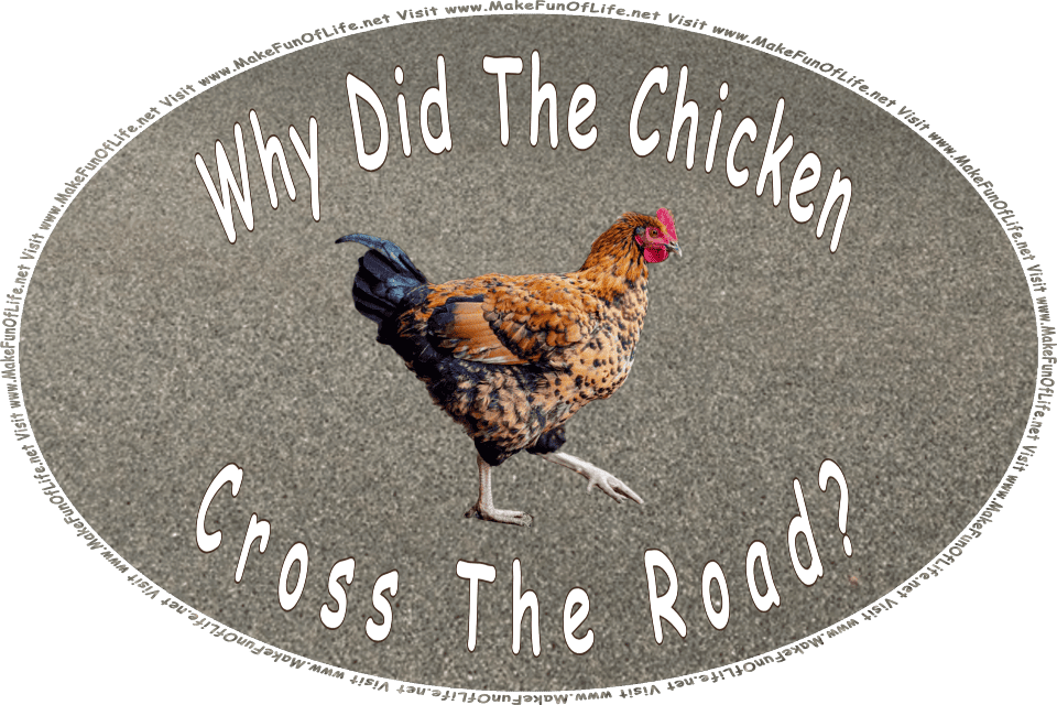 Picture of a small feathery chicken walking across the asphalt pavement of a road, and the words, Why Did The Chicken Cross The Road? - Visit www.MakeFunOfLife.net.