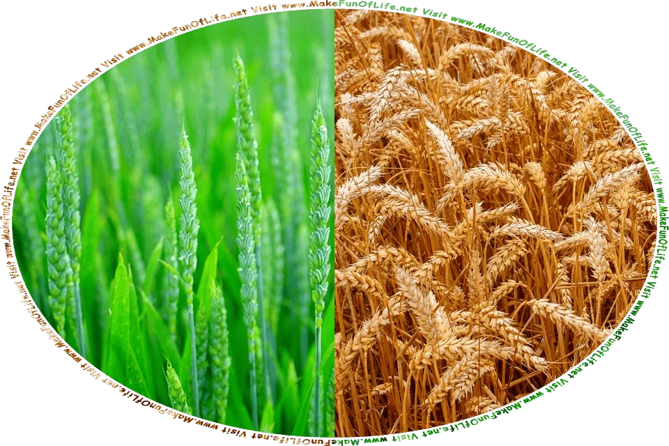 Picture of green or unripe wheat plants next to a picture of brown or ripe wheat plants, and the words, Visit www.MakeFunOfLife.net.