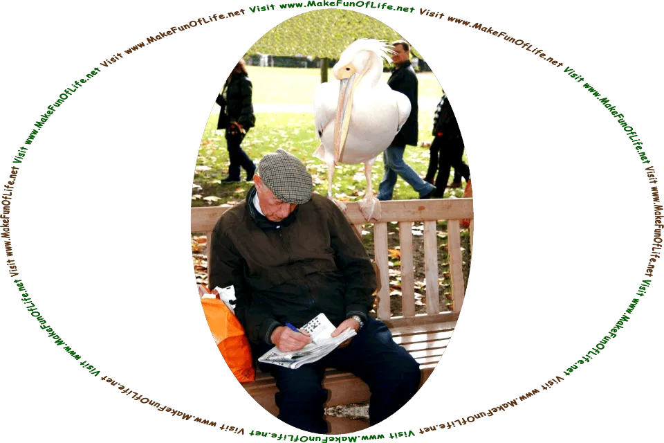Picture of a of a man sitting on a park bench under shade trees, working on a crossword puzzle in a newspaper, while a large white pelican bird stands on the top of the back of the bench and looks quizzically over his shoulder, and the words, Visit www.MakeFunOfLife.net.