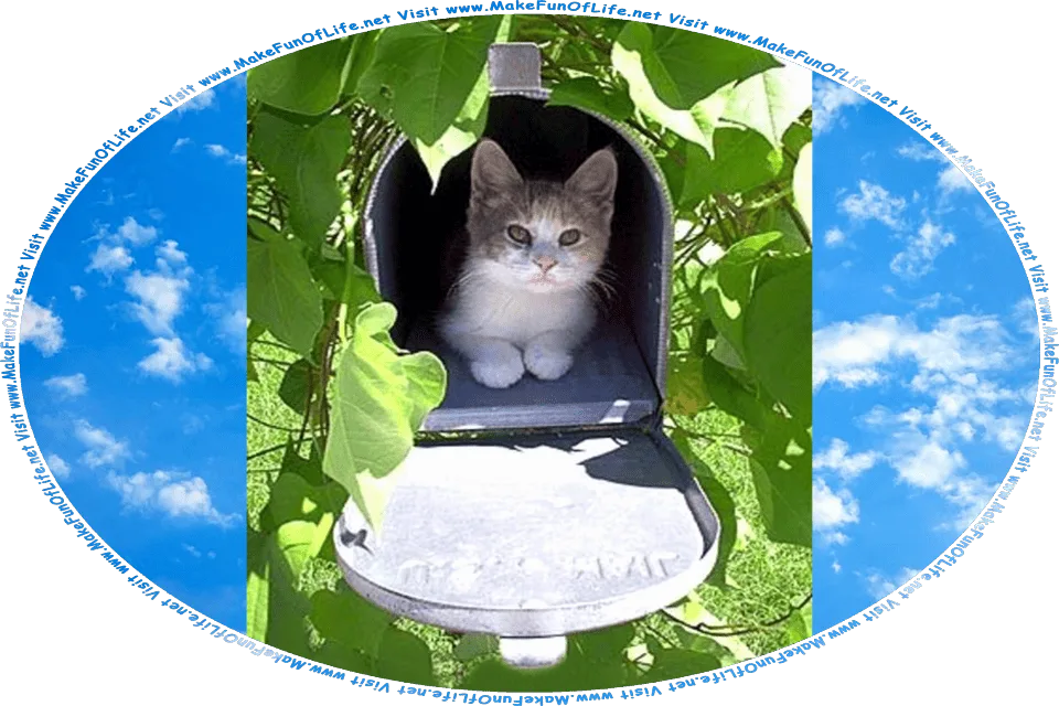 Picture of a small furry kitten inside a mailbox, with the front cover open, surrounded by green leafy climbing plants, and the words, Visit www.MakeFunOfLife.net.