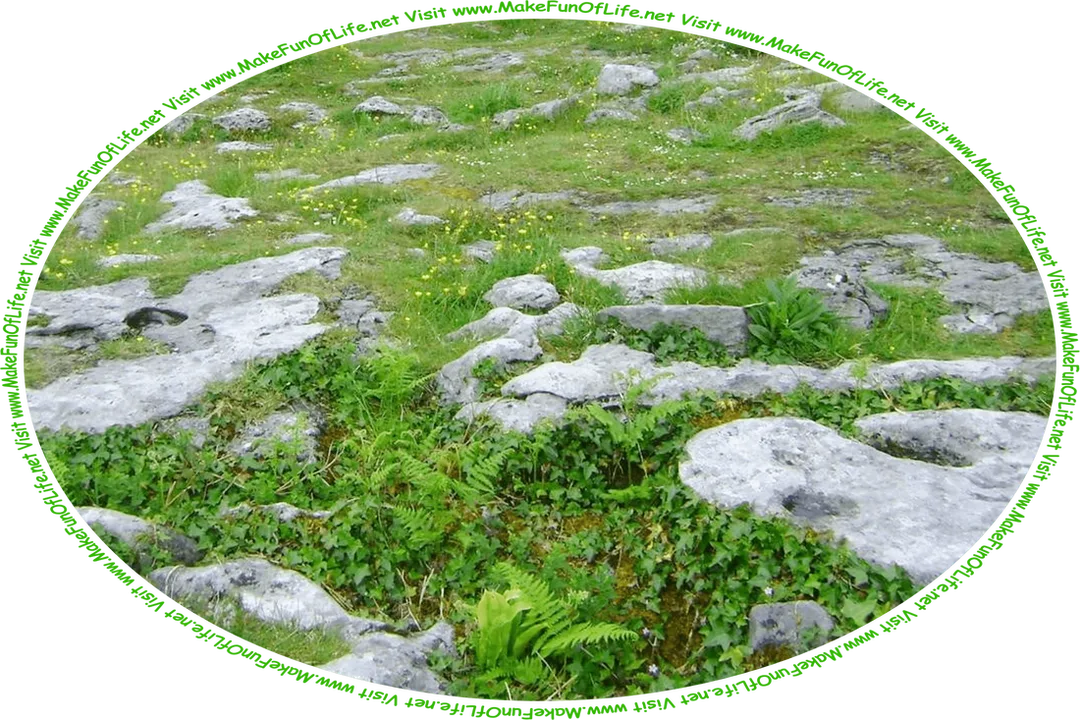 Picture of a rocky area, with tiny white and yellow flowers, ferns, ivy, and other green leafy plants growing among the rocks, and the words, ‘Visit www.MakeFunOfLife.net.’