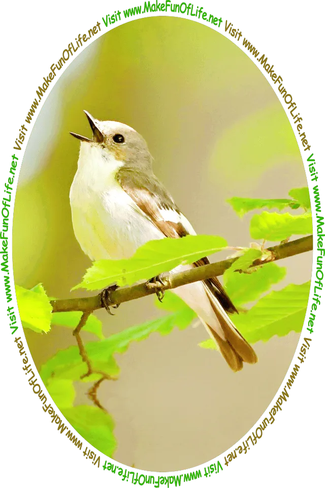 Picture of a European Pied Flycatcher, a type of small bird, perched on a tree branch, with its head tilted back and beak open as it sings, and the words, ‘Visit www.MakeFunOfLife.net.’