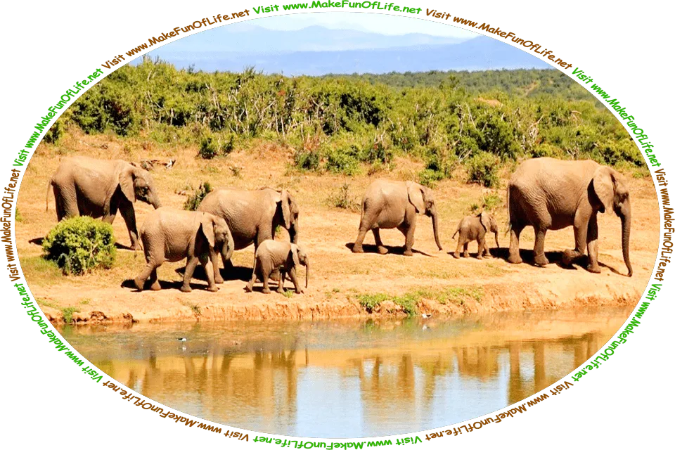 Picture of a herd or family of seven elephants, including adults and juveniles, walking along the bank between a watering hole and an area covered by green leafy scrub brush, with mountains and hills in the distance, a hazy blue sky above, and the words, ‘Visit www.MakeFunOfLife.net.’