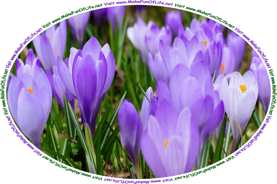 Picture of crocuses blooming in springtime, and the words, ‘Visit www.MakeFunOfLife.net.’