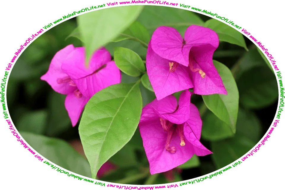 Picture of a bougainvillea plant with dark green leaves, bright lavender-pink leaves resembling flower petals, and the words, ‘Visit www.MakeFunOfLife.net.’