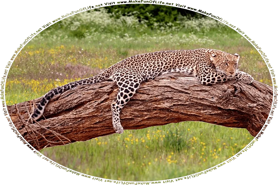 Picture of a spotted leopard cat lying down on the trunk of a tree that is lying over on its side, and the words, Visit www.MakeFunOfLife.net.