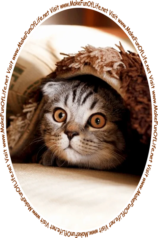 Picture of a cat peering out from its hiding place under a fuzzy bath floor mat.