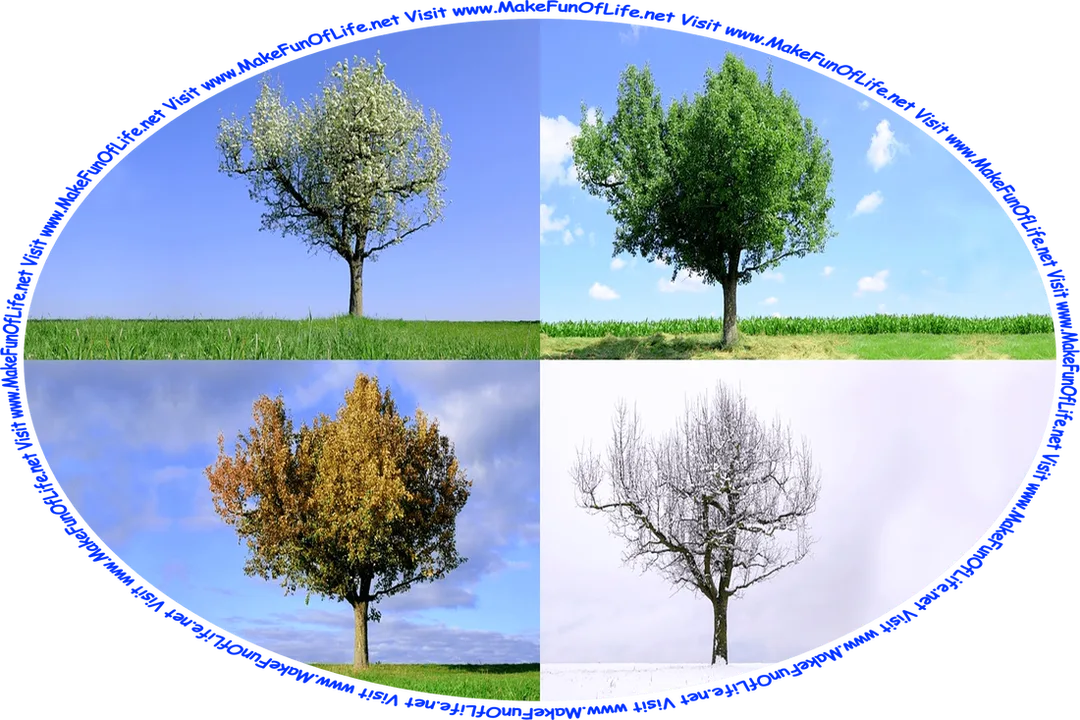 Four photographs of the same tree, with a picture taken during the Spring with white blossoms, Summer with green leaves, Autumn with green-red-orange-yellow leaves, and Winter with no leaves and snow-covered branches, and the words, ‘Visit www.MakeFunOfLife.net.’