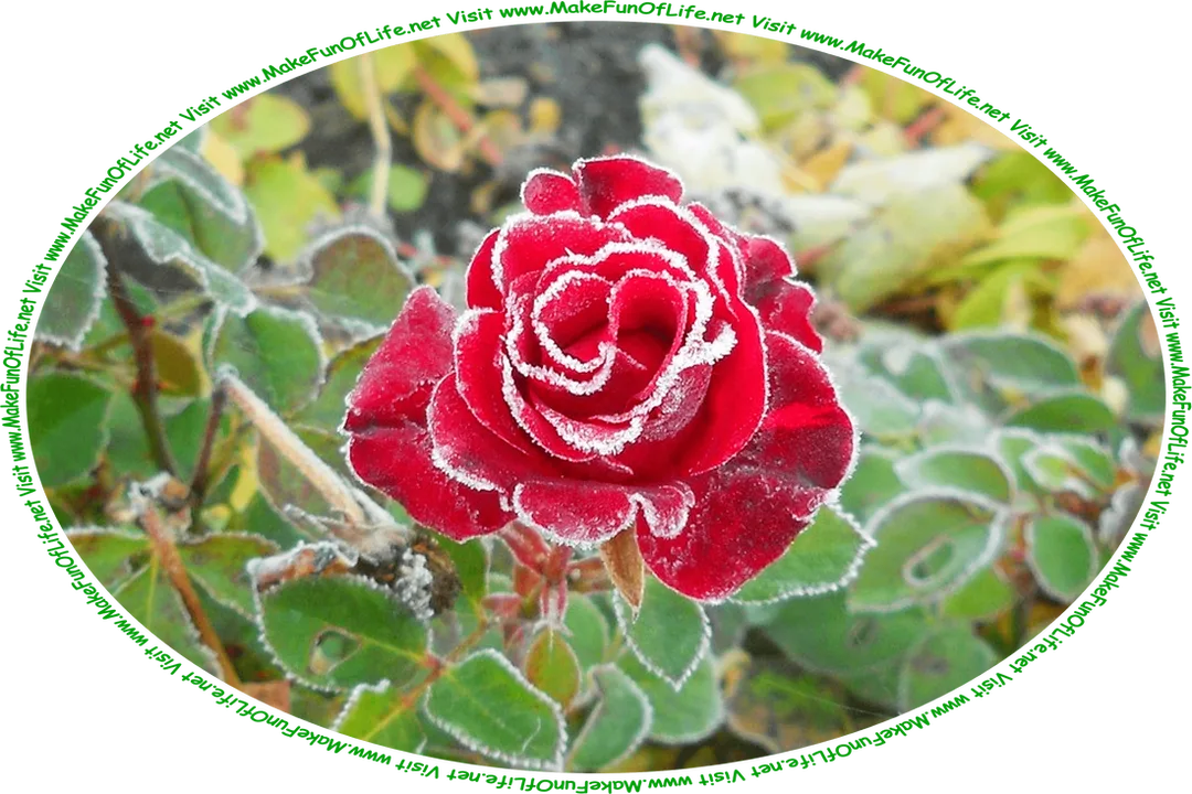 Picture of a red rose on a rose bush, with white frost around the edges of the rose petals and fallen leaves turned to fall colors of yellow and brown on the ground, and the words, ‘Visit www.MakeFunOfLife.net.’