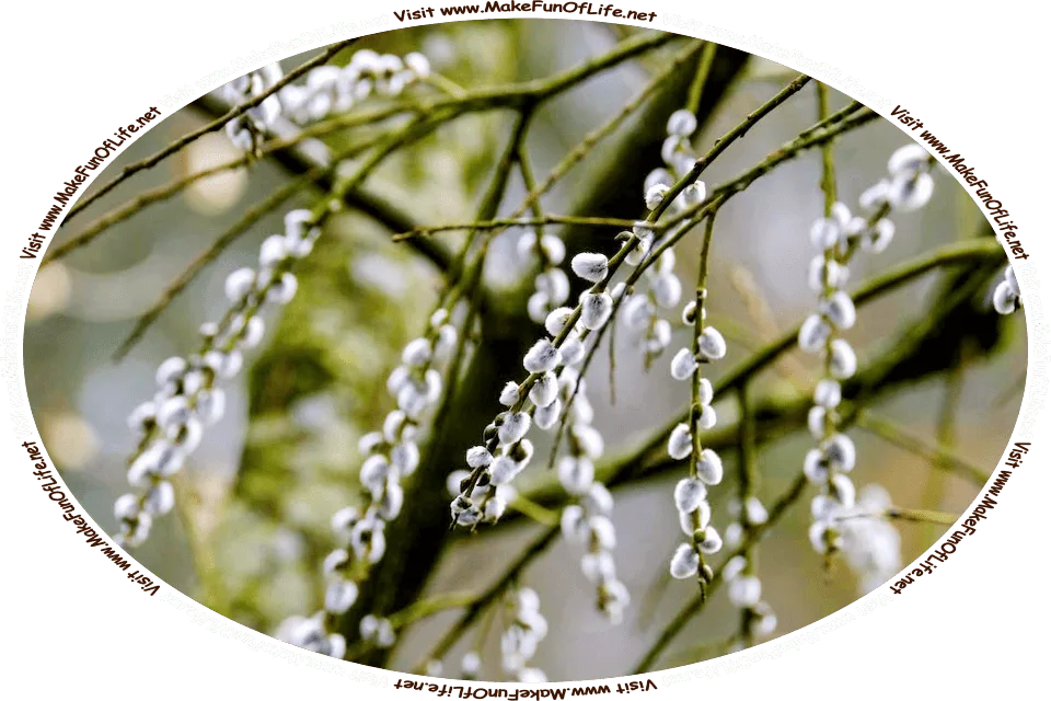 Picture of a pussy willow plant, a small tree or shrub with branches bearing soft, furry catkins, growths named for their bringing to mind domestic cats, animals sometimes referred to as pussycats because of their soft fur, and the words, ‘Visit www.MakeFunOfLife.net.’