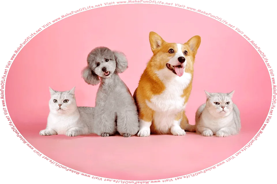 Picture of a group of two cats and two dogs, and the words, Visit www.MakeFunOfLife.net.