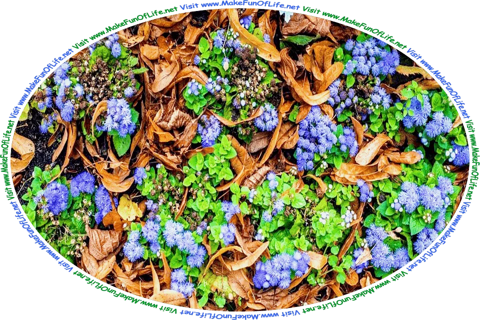 Picture of tiny blue flowering plants with green leaves growing in a bed of dried brown fallen leaves, and the words, ‘Visit www.MakeFunOfLife.net.’