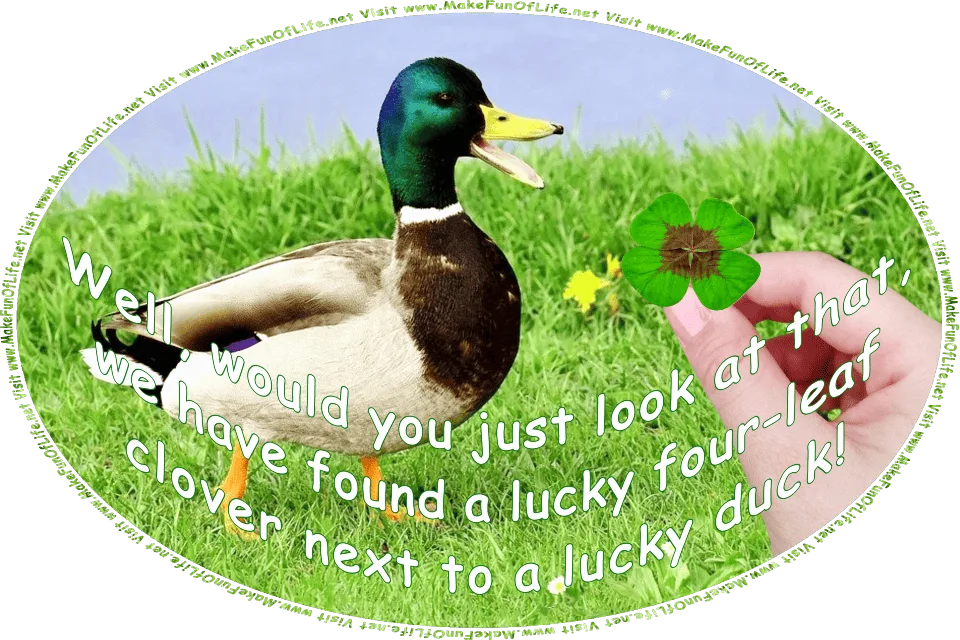Picture of a mallard duck walking through green grass, with its beak open, as it looks at a four-leaf clover held in a person’s outstretched hand, and the words, Oh, would you just look at that, we have found a lucky four-leaf clover next to a lucky duck! Visit www.MakeFunOfLife.net.