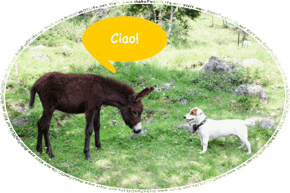 Photograph of a donkey and a small dog standing and facing each other in a grassy area under a shade tree and greeting each other in words printed in speech balloons with the Italian word Ciao!, the Polish word Witam!, the Swiss word Grüezi!, the Japanese word Kon’nichiwa!, the Swedish word Hallå!, the English word Hello!, the Danish word Hej!, the Dutch and German word Hallo!, the French word Holà!, the Swahili word Habari!, the Brazilian word Olá!, the Irish words Dia duit!, and the words, Visit www.MakeFunOfLife.net.
