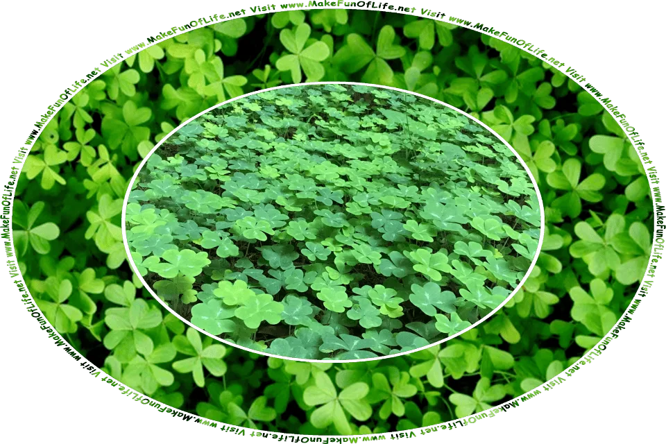 Picture of green leafy common wood sorrel plants and green leafy clover plants, which have similar but not identical leaf shapes, and the words, Visit www.MakeFunOfLife.net.