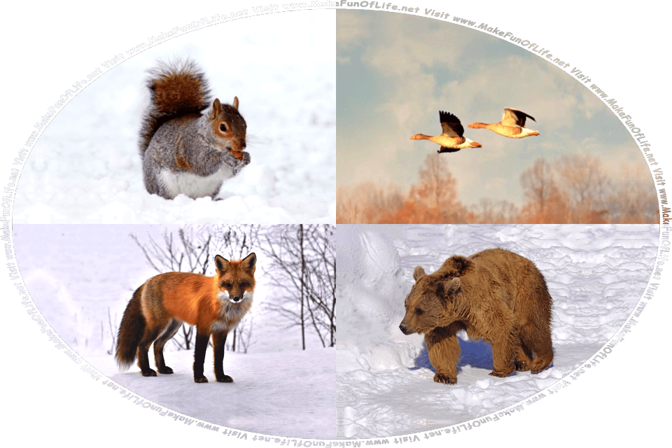 Wintertime picture of a squirrel standing in the snow and chewing on a nut, a pair of wild geese flying in the sky above the barren trees, a fox standing in the snow in a woodland of leafless trees, a large brown bear walking across a snow-covered field, and the words, Visit www.MakeFunOfLife.net.