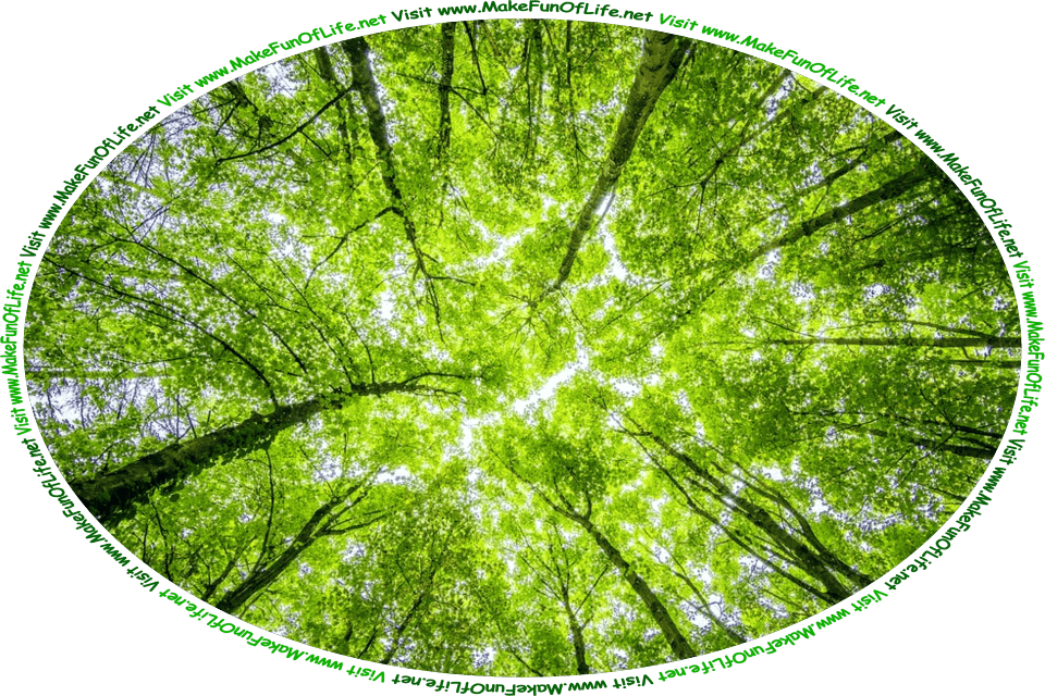 Picture from below of the branches of trees in a woods, with a tiny bit of clear blue sky showing between the close-together bright green leaves of the tree canopy, and the words, ‘Visit www.MakeFunOfLife.net.’