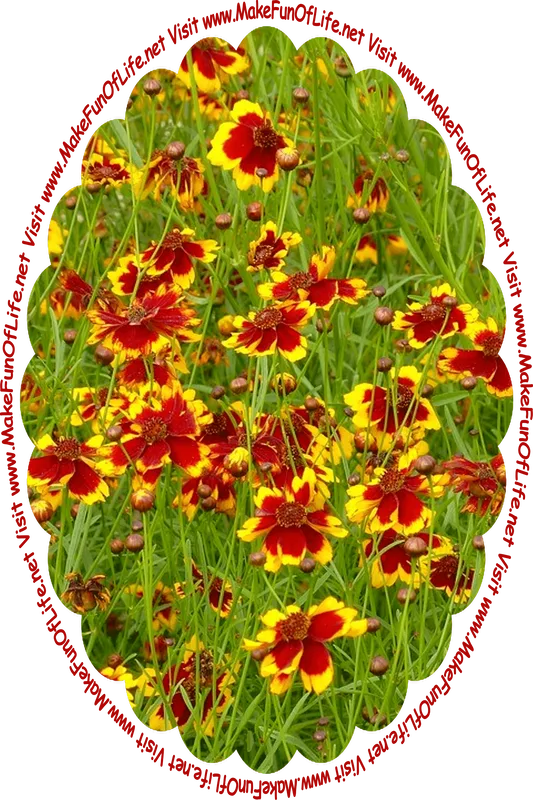 Picture of flowering plants with long thin dark green leaves and stems, deep red and yellow blossoms, and the words, ‘Visit www.MakeFunOfLife.net.’