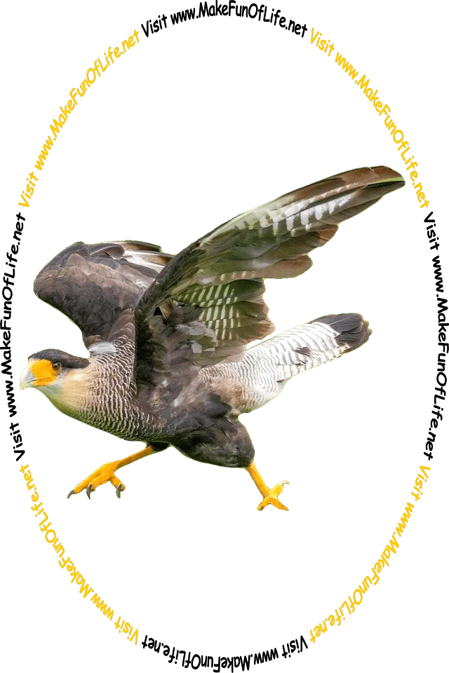 Picture of a large Carakara bird with black and white feathers and the words, ‘Visit www.MakeFunOfLife.net.’