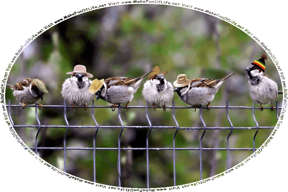 Picture of six sparrows perched atop a wire fence, with tiny hats on their heads, and the words, Visit www.MakeFunOfLife.net.