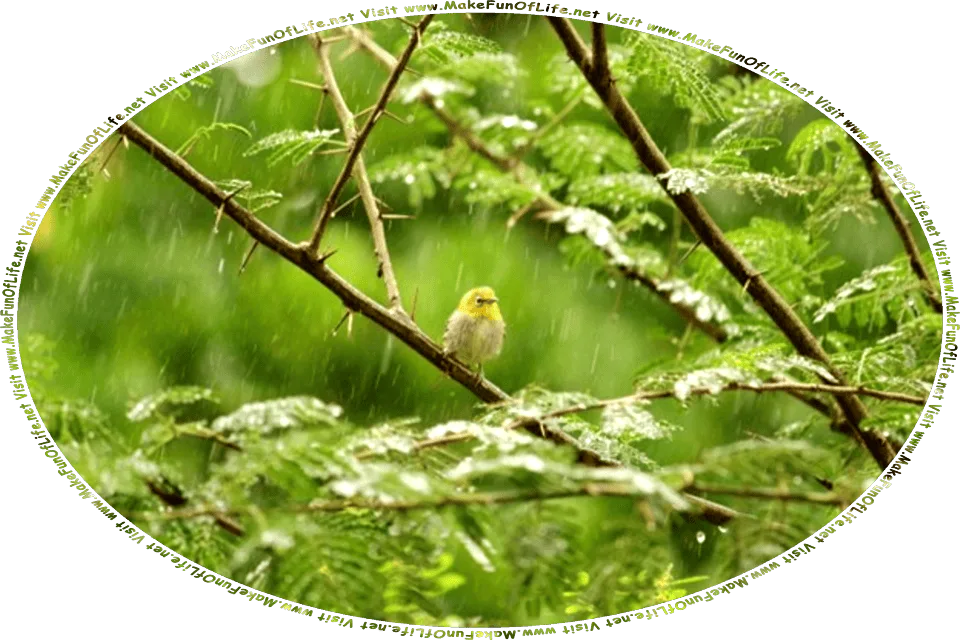 Picture of a small bird perched on a branch of a leafy green tree in a woods during a downpour of rain, and the words, Visit www.MakeFunOfLife.net.