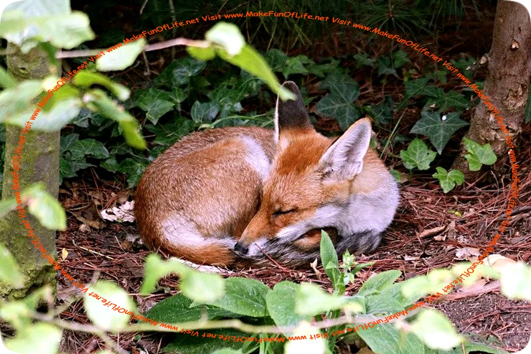 Daytime picture of a Red Fox under trees, curled up asleep on top of brown pine needles and brown leaves that cover the ground, with ground-clinging green ivy plant leaves and green pine needles growing on trees and other green leaves growing on trees around it.