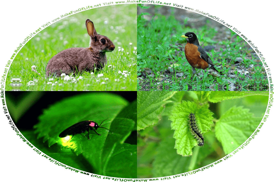 Picture of a furry brown rabbit in a field of green grass and white clovers, a feathery robin on the ground in the middle of small leafy green plants, a firefly or lightning bug on a green leaf, a small wriggly caterpillar on a green leaf, and the words, Visit www.MakeFunOfLife.net.