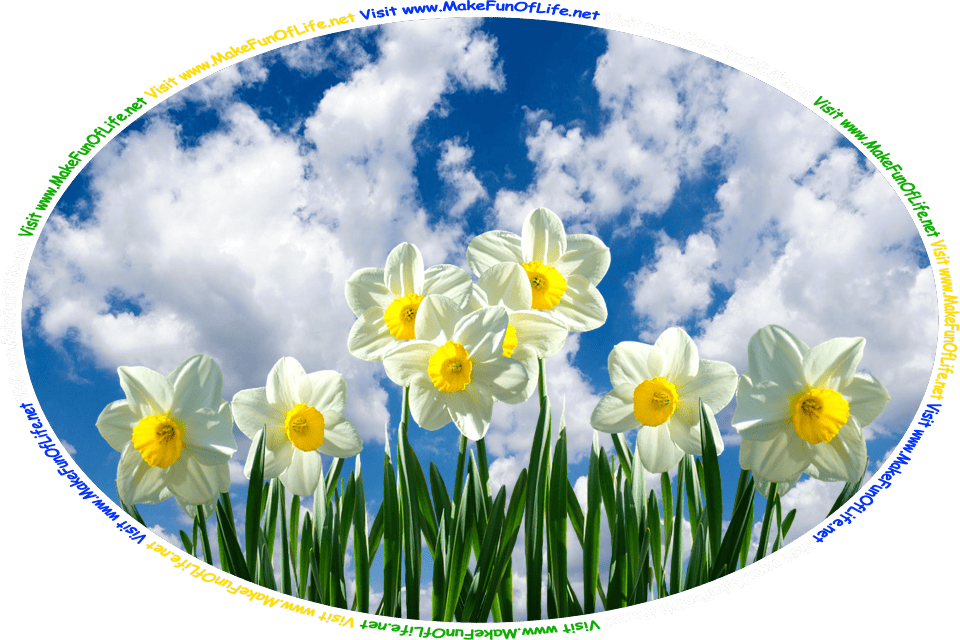Picture of daffodil flowers with long thin green leaves and yellow and white blossoms, under a blue sky with fluffy white clouds, and the words, ‘Visit www.MakeFunOfLife.net.’