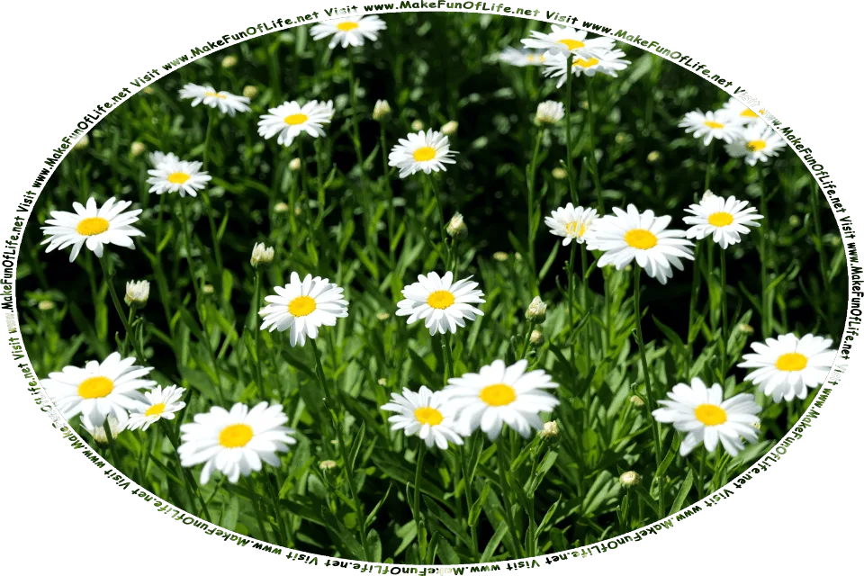 Picture of daisies flowers with medium-size white blossoms, and the words, Visit www.MakeFunOfLife.net.