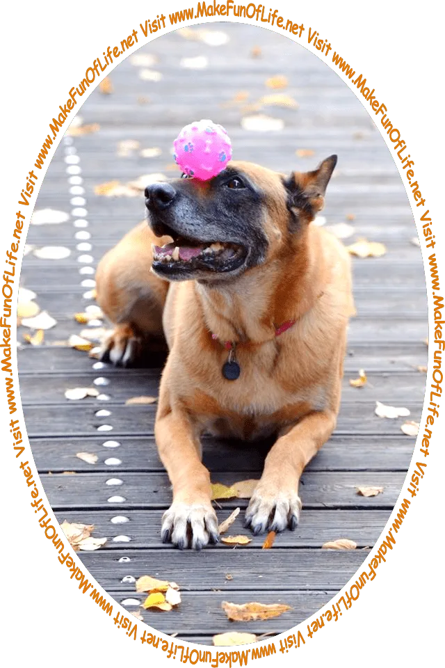 Picture of a dog balancing a pink and purple ball on its snout, and the words, 'Visit www.MakeFunOfLife.net.'