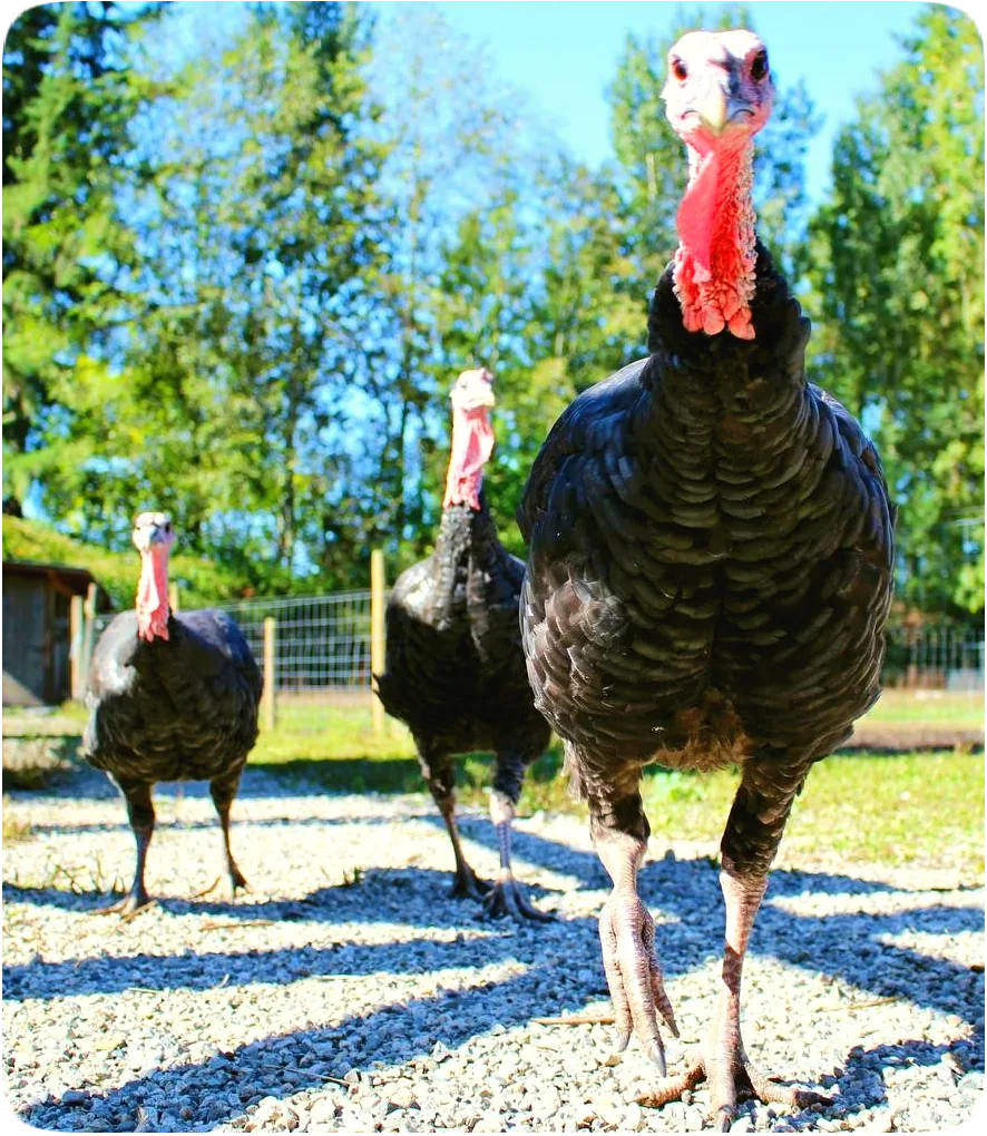 Picture of three turkeys walking in a line.