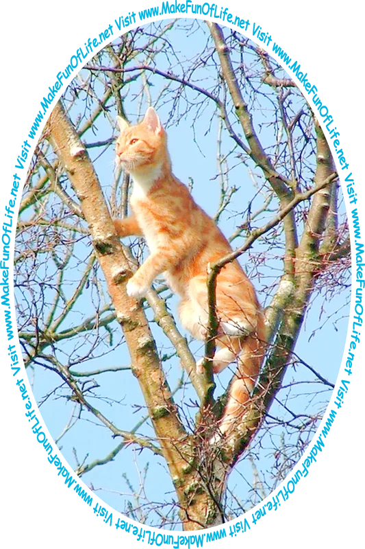 Picture of a domestic cat high up in a tree, peering out from among the branches, and a clear blue sky in the background, and the words, ‘Visit www.MakeFunOfLife.net.’