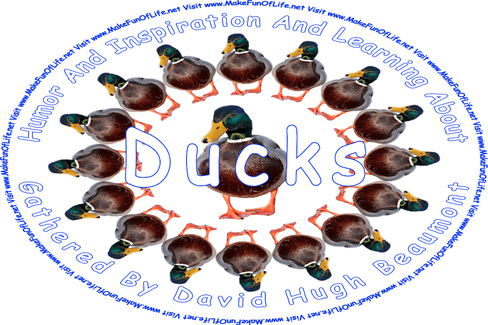 Picture of several mallard ducks standing in a circle, with one mallard duck standing in the middle, and the words, ‘Ducks Gathered By David Hugh Beaumont - Visit www.MakeFunOfLife.net.’