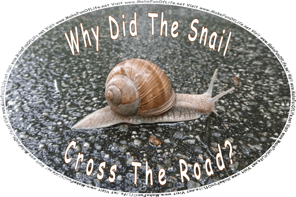 Picture of a snail crossing a wet asphalt road, and the words, Why did the snail cross the road? Visit www.MakeFunOfLife.net.