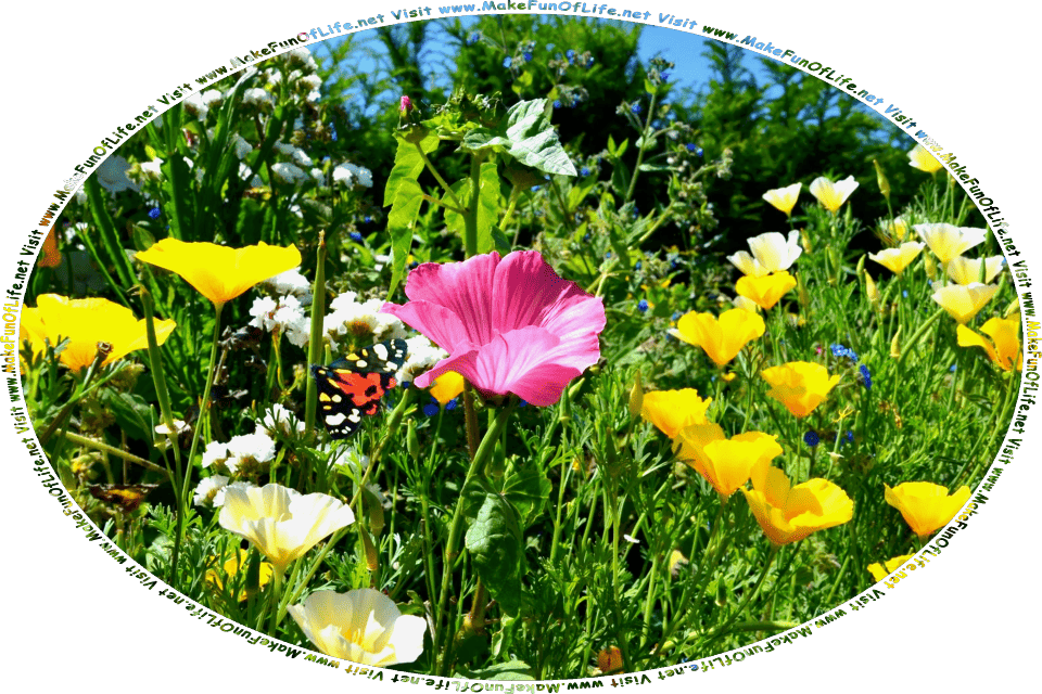 Picture of flowering plants with long thin dark green leaves and blossoms in white, yellow, and pink, a black-orange-white-yellow butterfly, and the words, Visit www.MakeFunOfLife.net.