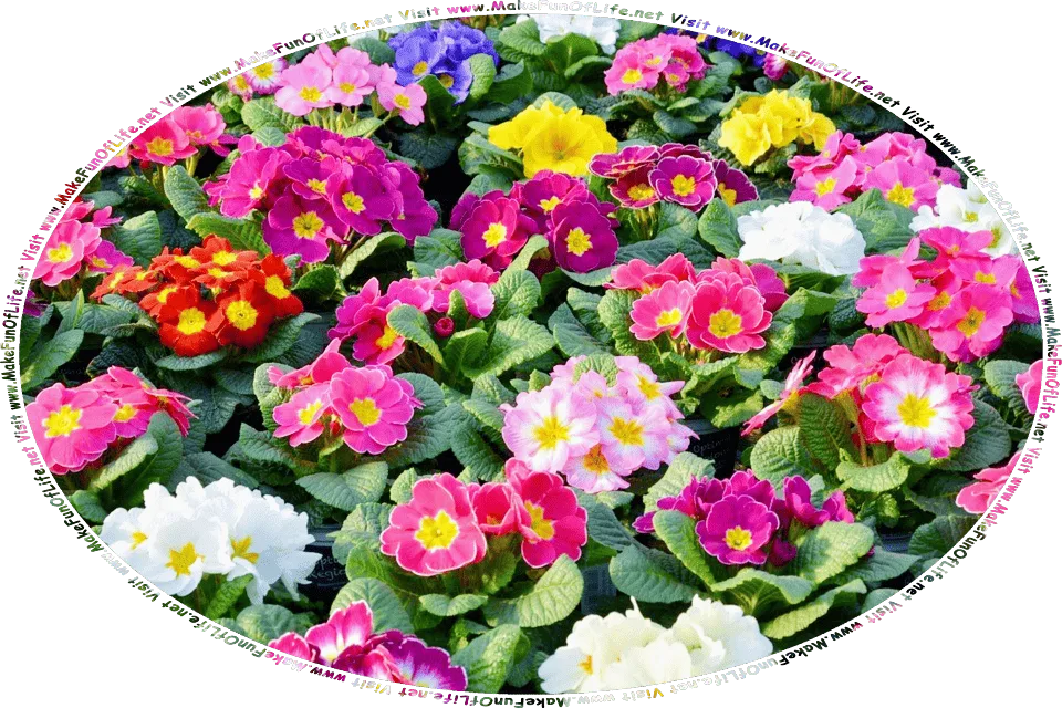 Picture of primrose flowers with dark green leaves, flowers with bright yellow centers and a variety of colors of petals, including pink, white, red, yellow, blue, and lavender, and the words, Visit www.MakeFunOfLife.net.