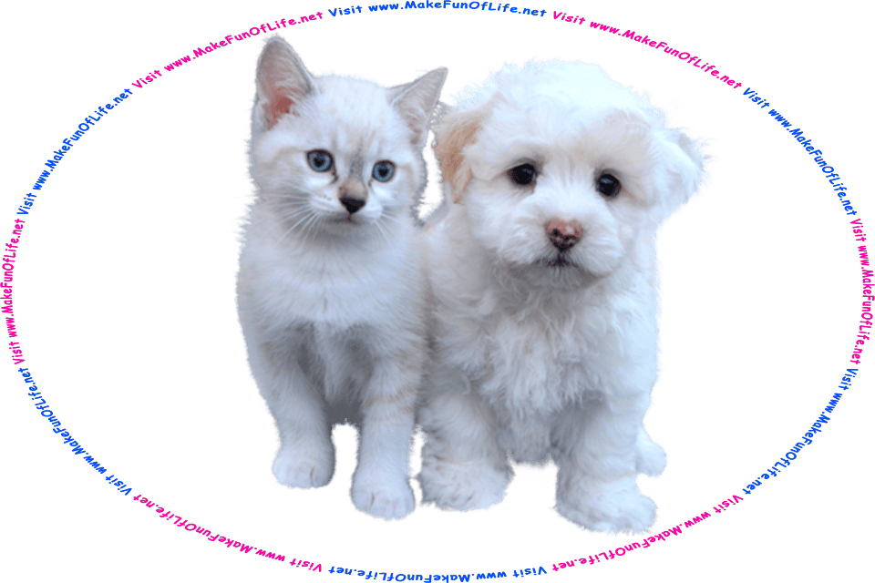 Picture of a puppy and a kitten, and the words, Visit www.MakeFunOfLife.net.