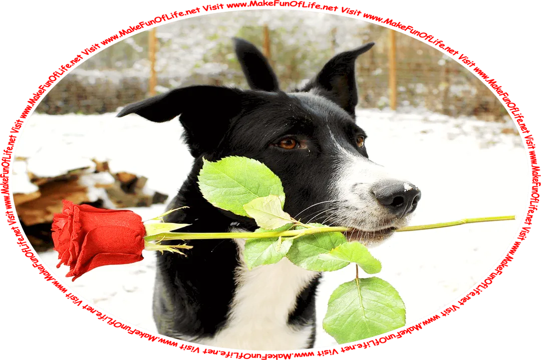 Picture of a medium size black and white dog standing outside in the fallen snow on a Winter day, holding in its mouth a single red rose by the stem, and the words, ‘Visit www.MakeFunOfLife.net.’