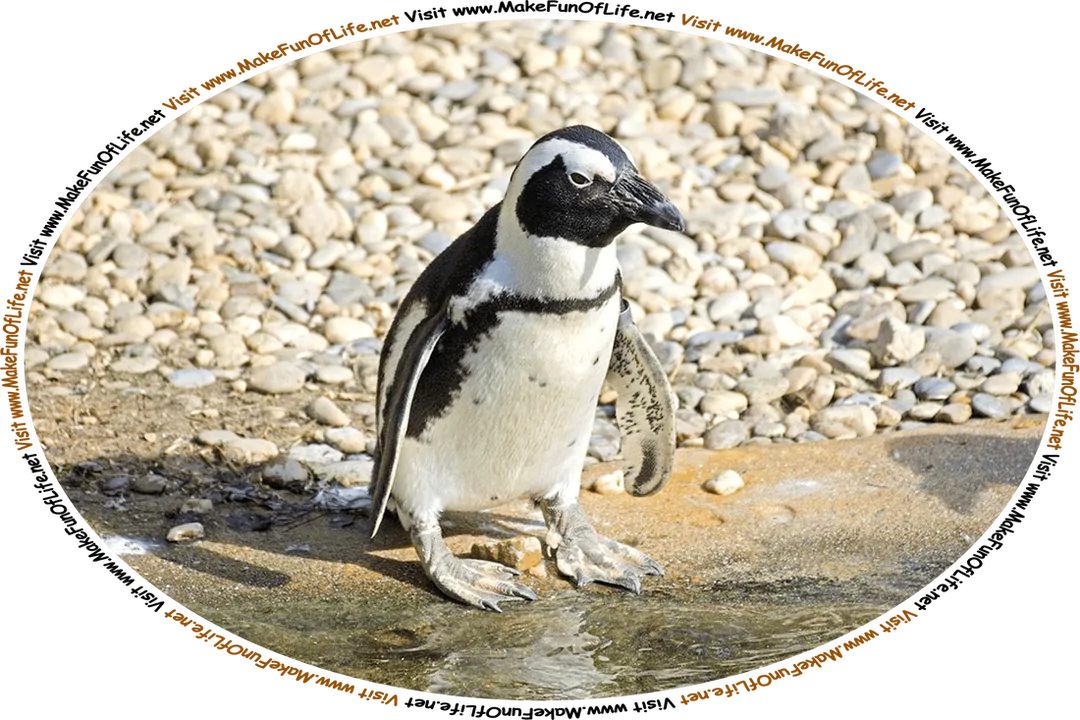 Picture of a black and white penguin walking across rocks and sand to reach the water’s edge, and the words, ‘Visit www.MakeFunOfLife.net.’